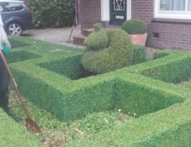 Buxus knippen